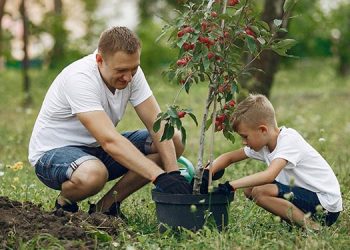 Alcalá de Henares recibe, por tercer año, el distintivo internacional “Ciudad arbórea del mundo”