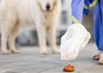 La Policía Local recoge muestras de heces caninas por los distritos de Alcalá