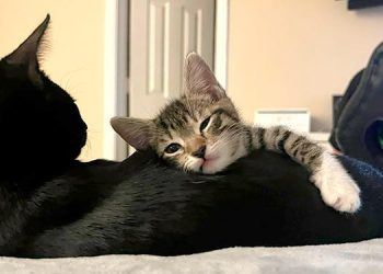 Nueva campaña informativa para la tenencia responsable de animales de compañía