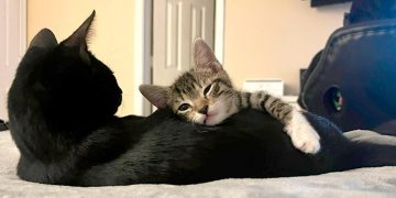 Nueva campaña informativa para la tenencia responsable de animales de compañía