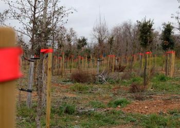 Alcalá planta más de 1.400 encinas en el Gran Parque de Espartales