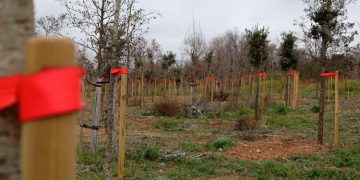 Alcalá planta más de 1.400 encinas en el Gran Parque de Espartales