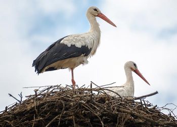 Vuelve la ruta de las cigüeñas en febrero para celebrar San Blas