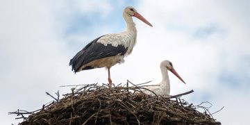 Vuelve la ruta de las cigüeñas en febrero para celebrar San Blas