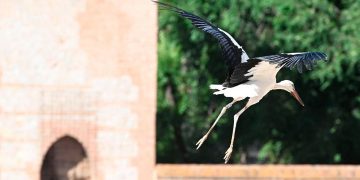 Alcalá acoge un año más la tradicional suelta de cigüeñas en la Huerta del Obispo