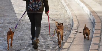 Los orines de los perros