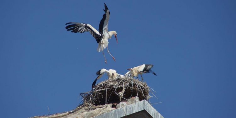 Alcalá de Henares celebra San Blas con rutas urbanas