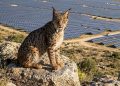 Uraclio el único lince ibérico de Madrid