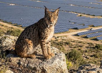 Uraclio el único lince ibérico de Madrid