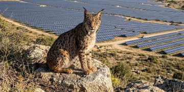 Uraclio el único lince ibérico de Madrid