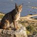 Uraclio el único lince ibérico de Madrid